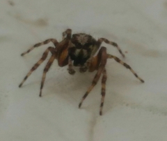 Titanattus notabilis