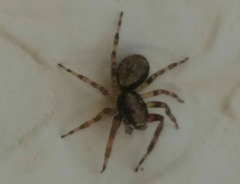 Titanattus notabilis