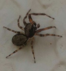 Titanattus notabilis