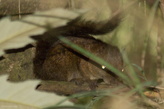 Sciurus pucheranii