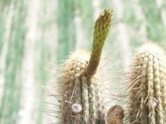 Weberbauerocereus weberbaueri