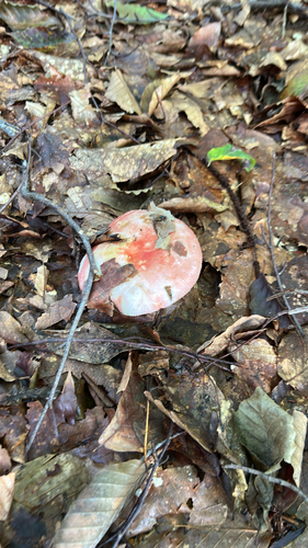 Russula