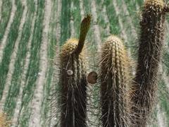 Weberbauerocereus weberbaueri