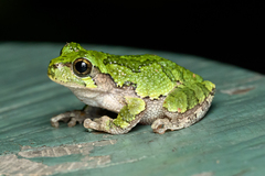 Gray Treefrog photo 2
