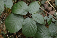 Rubus wirralensis