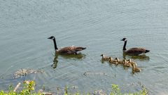 Branta canadensis