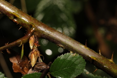Rubus wirralensis