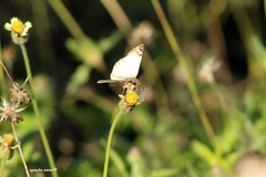Heliopetes laviana