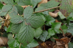 Rubus tuberculatus