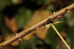Rubus tuberculatus