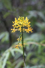 Epidendrum melinanthum