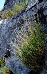 Ehrharta setacea setacea