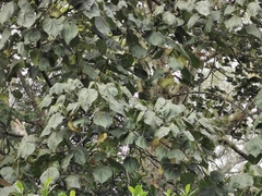 Dombeya ciliata