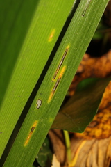 Puccinia iridis