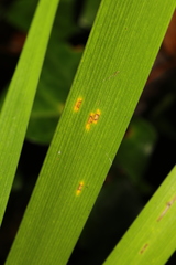 Puccinia iridis