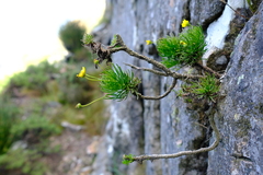 Euryops longipes longipes