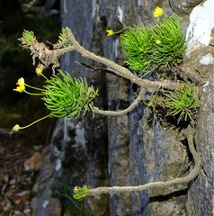 Euryops longipes longipes
