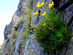 Euryops longipes longipes