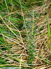 Euthystachys abbreviata