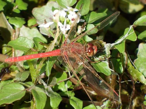 Photo of Highland Meadowhawk (Sympetrum gilvum)