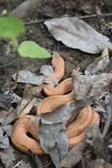 Tropidophis melanurus