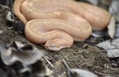 Tropidophis melanurus