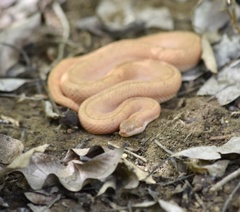 Tropidophis melanurus