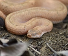 Tropidophis melanurus