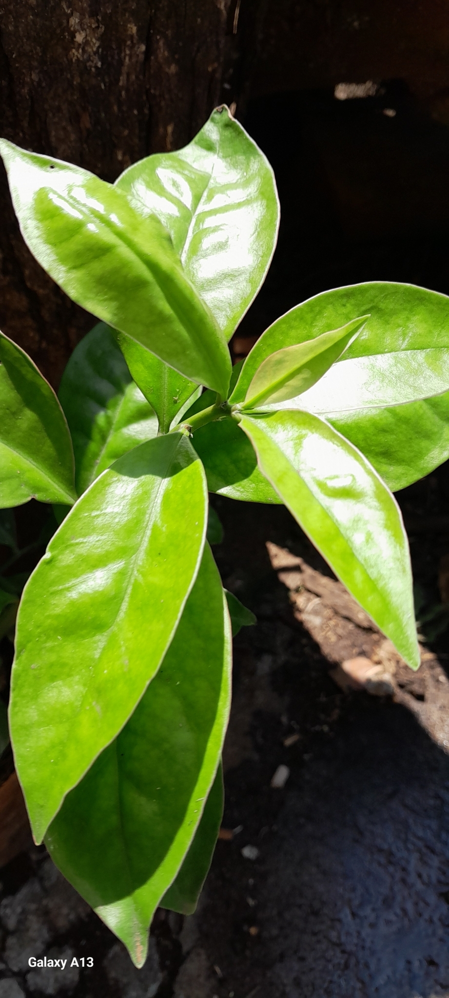 Pereskia aculeata
