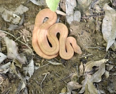 Tropidophis melanurus