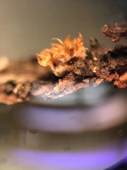 Aleurodiscus grantii