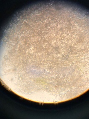 Aleurodiscus grantii