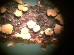 Aleurodiscus grantii