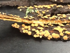 Aleurodiscus grantii