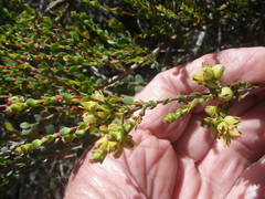 Stylapterus fruticulosus