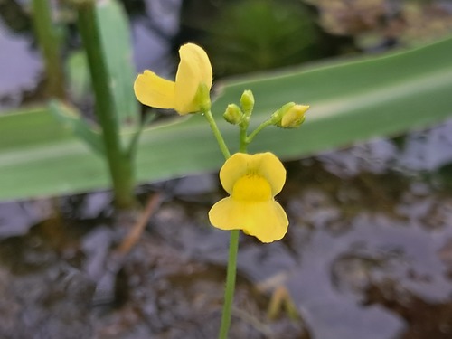 Golden Bladderwort