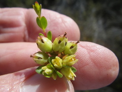 Stylapterus fruticulosus