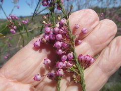 Erica ferrea