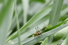 Conocephalus versicolor