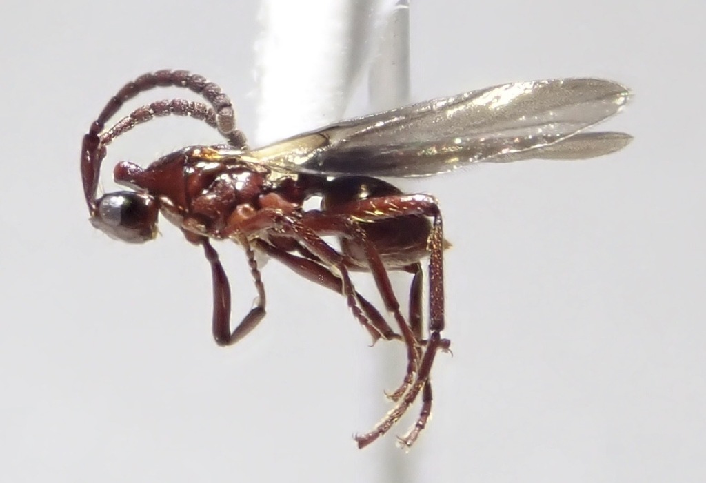 Notoxoides