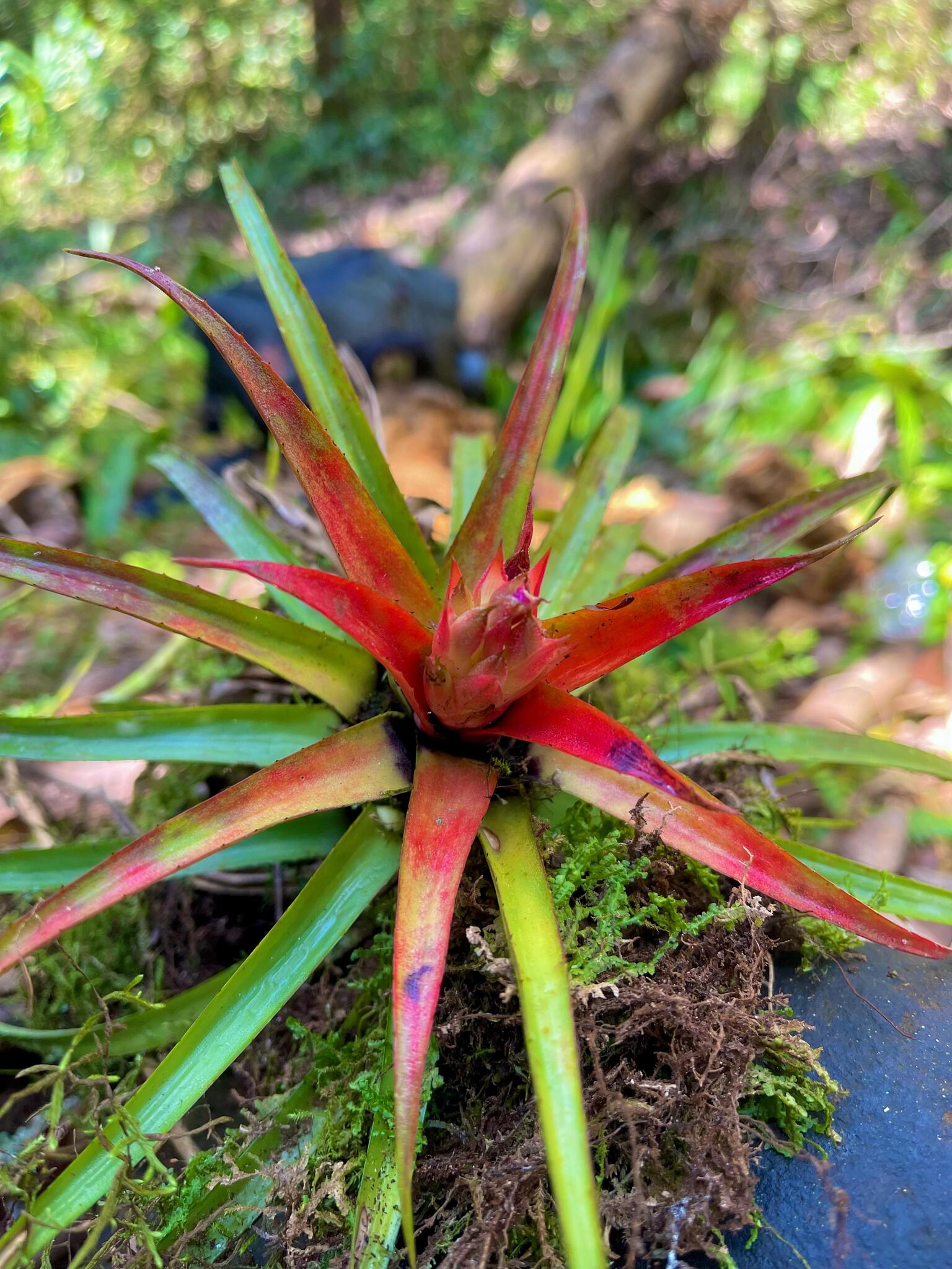 Aechmea recurvata