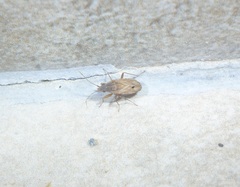Ischnopeza pallipes