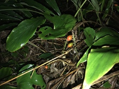 Alpinia japonica