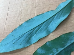 Alpinia japonica
