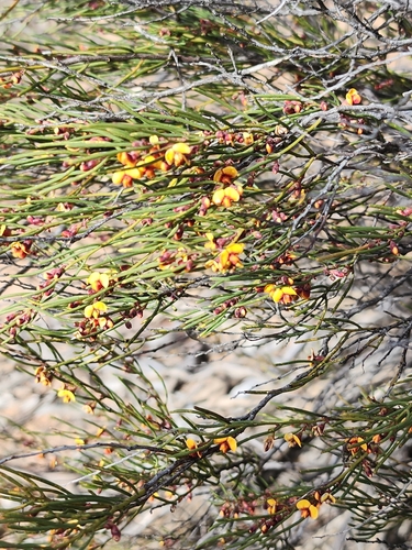 Daviesia nematophylla, 2025-09-16