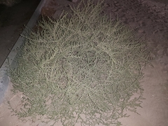 Caroxylon imbricatum
