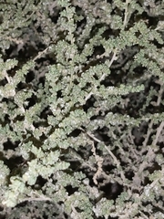 Caroxylon imbricatum