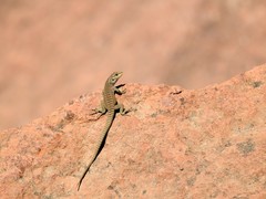 Liolaemus petrophilus