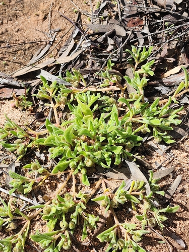 Cleretum papulosum, photograph 4
