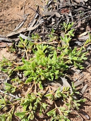 Cleretum papulosum, photograph (c) Belinda Forbes, some rights reserved (CC BY)